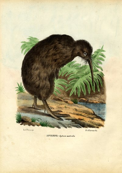 Kiwi, 1863-79 by Raimundo Petraroja